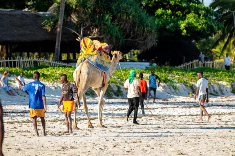 A camel adorned with colorful blankets guided by locals on a sunny tropical beach.