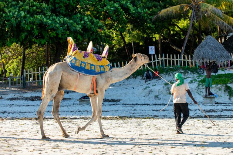 A man guides a decorated camel along the sandy shore of Mombasa, Kenya.