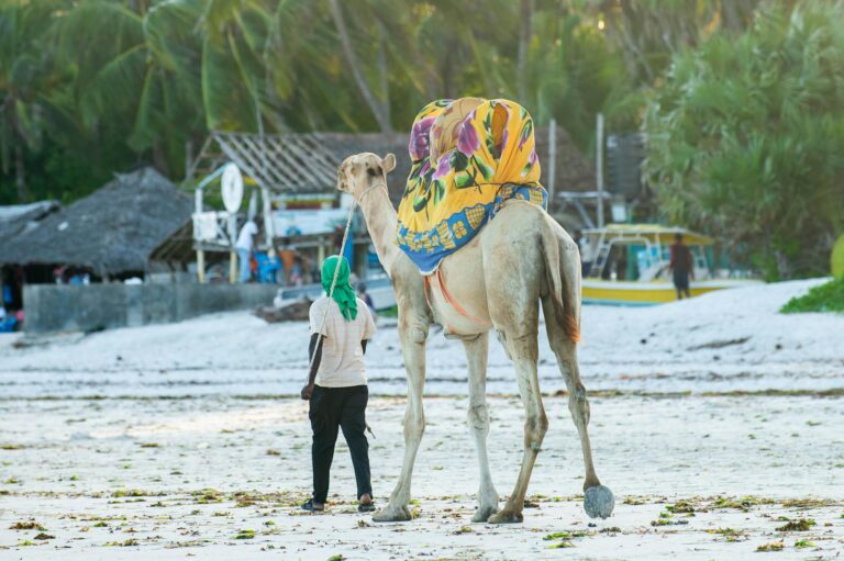 A man leads a decorated camel along the sandy beach of Mombasa, Kenya, showcasing cultural and rural life.