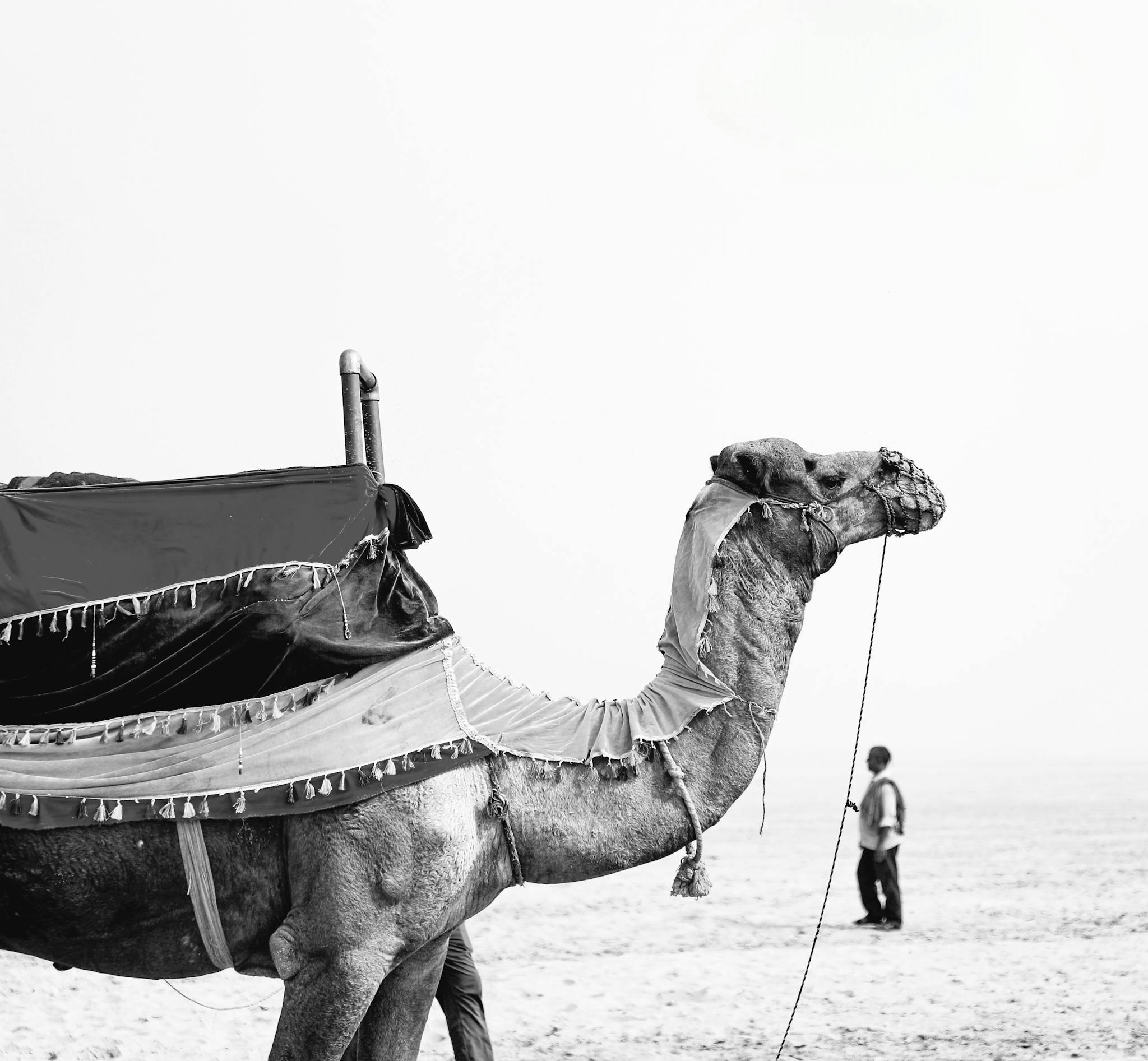 Black and white photo of a camel in the desert with a person in the background.