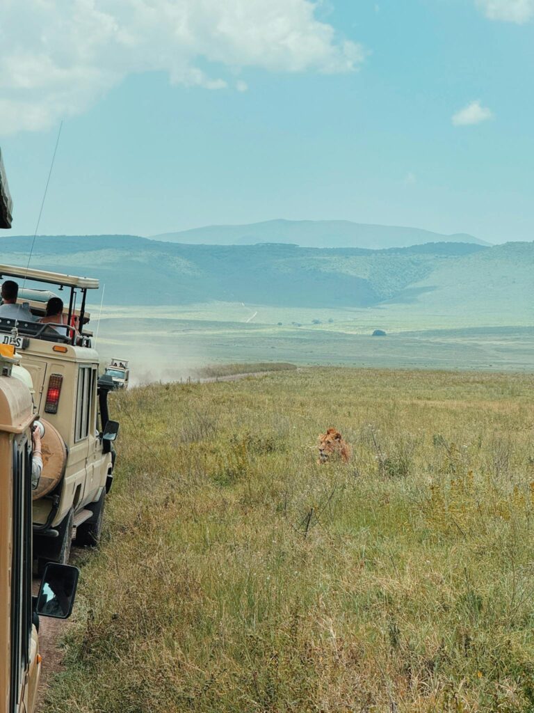 Tourists on safari in African savanna spotting a lion in the wild.