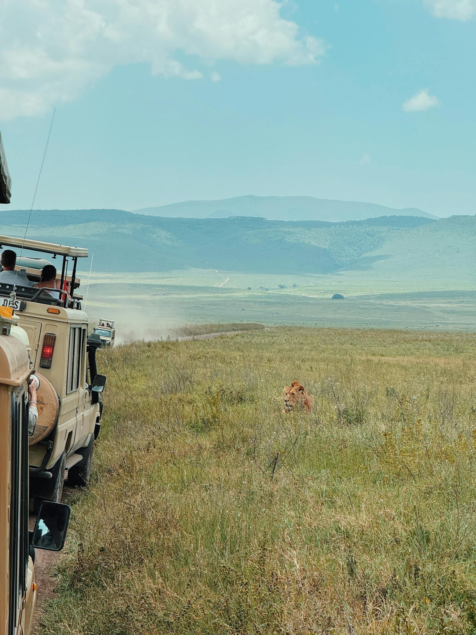 Tourists on safari in African savanna spotting a lion in the wild.