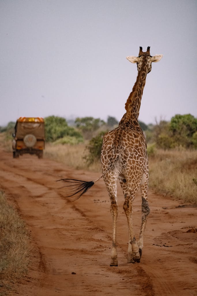 A giraffe strolls along a dirt road during an African safari, captured in a natural habitat.