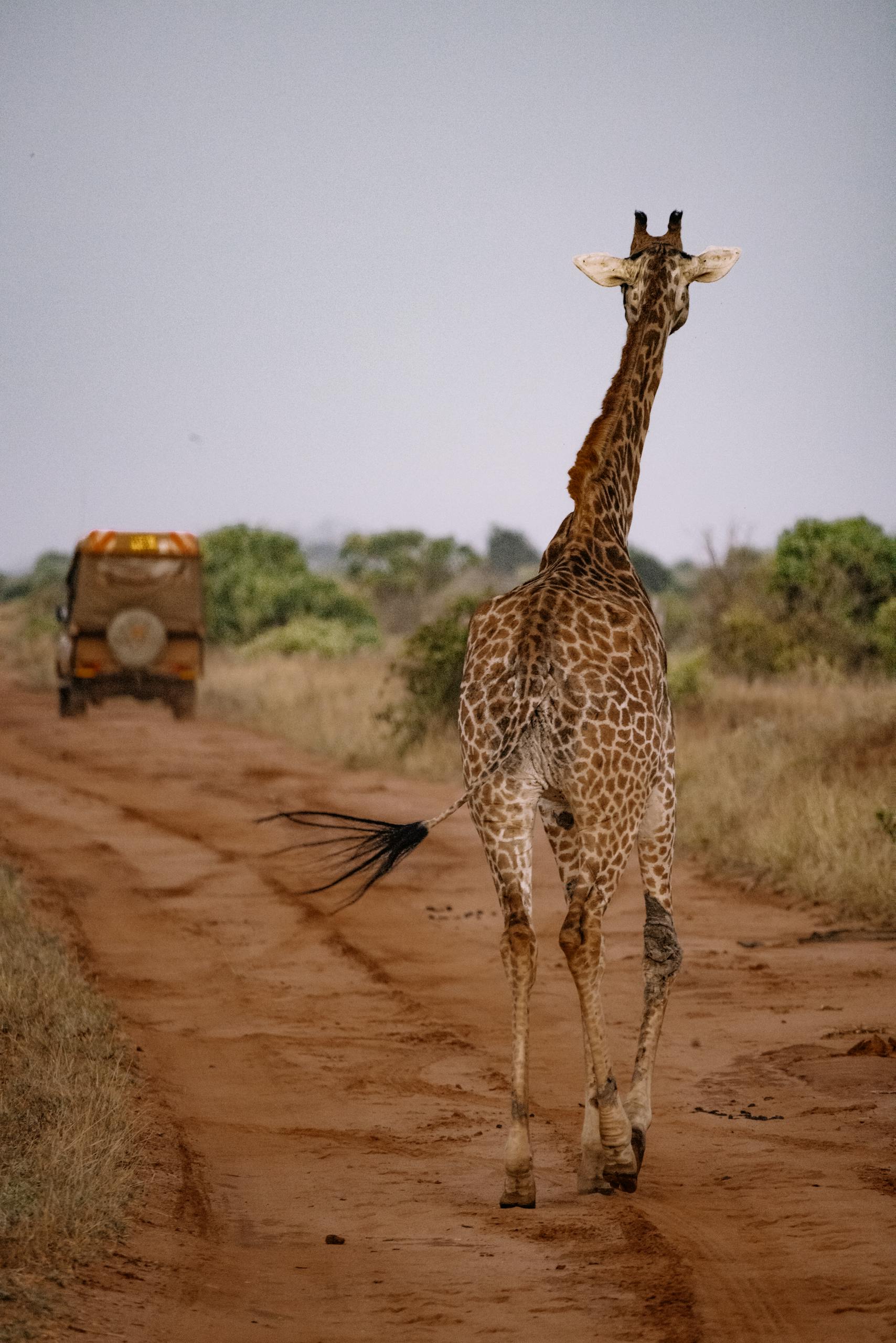 A giraffe strolls along a dirt road during an African safari, captured in a natural habitat.