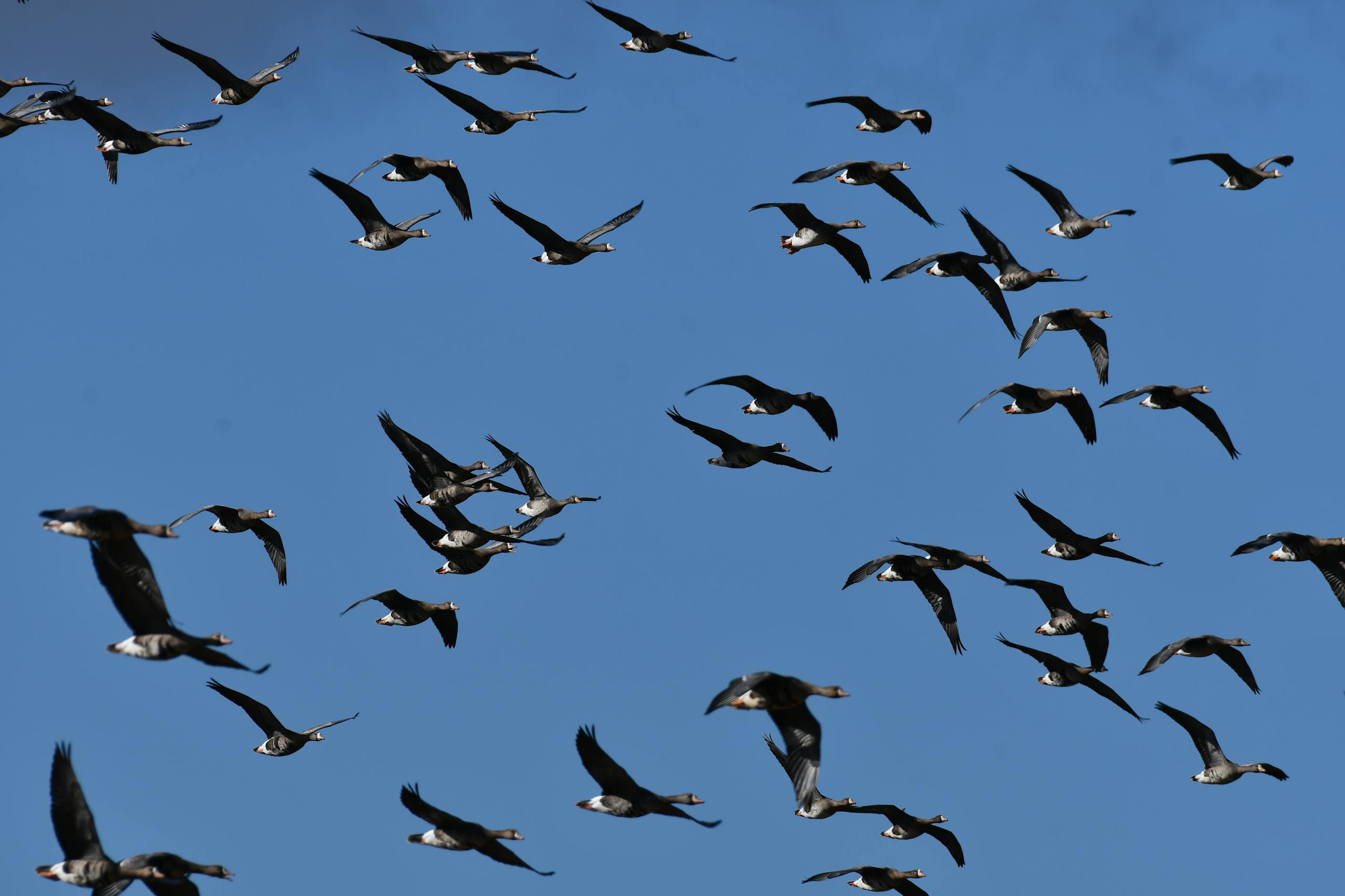A large flock of geese flying in formation against a clear blue sky.