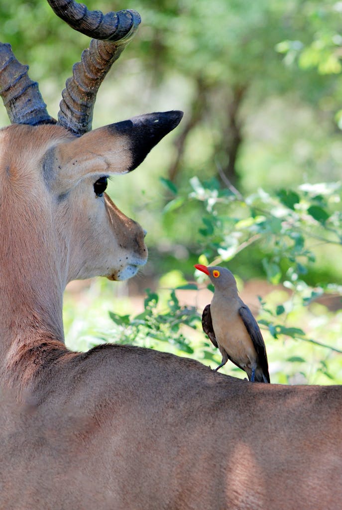 A striking image of an oxpecker bird perched on an impala amidst lush greenery, showcasing wildlife symbiosis.