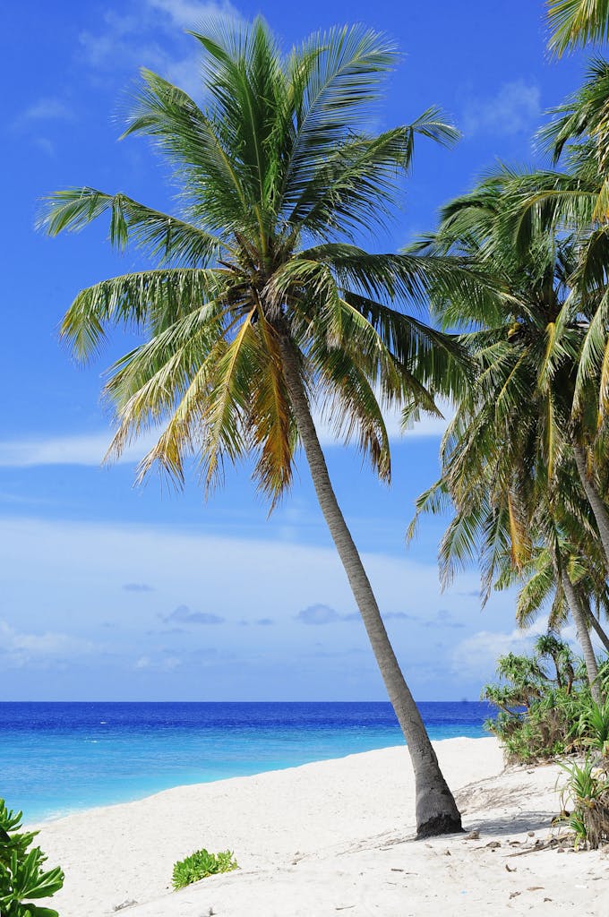 Stunning tropical beach with palm trees on Fuvahmulah Island, Maldives, showcasing white sands and blue ocean.