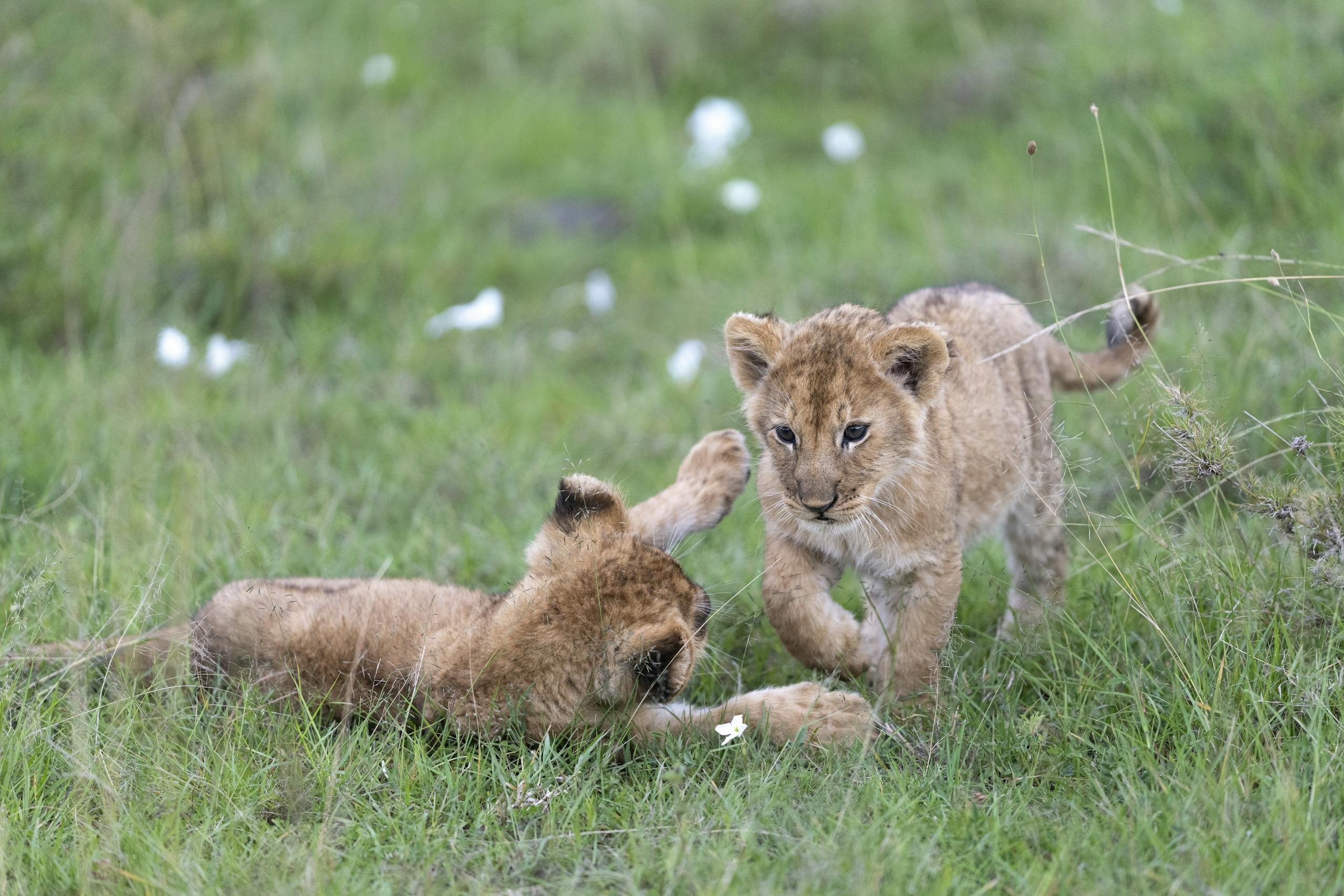 Two lion cubs playing in the grassy savannah of Kenya's Narok County.